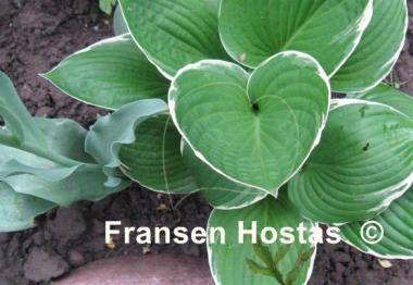 Hosta Julia