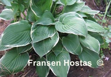 Hosta Julia