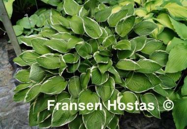 Hosta Julia