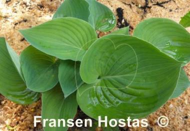 Hosta Jumbo