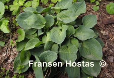Hosta Jumbo