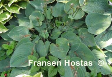Hosta Jumbo