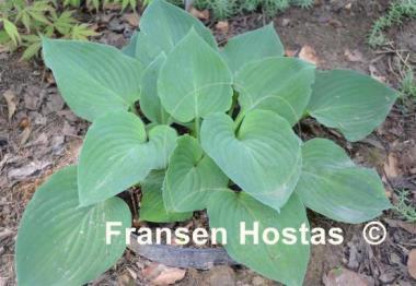 Hosta Jumbo