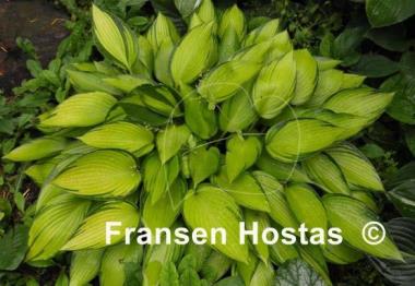 Hosta June Fever