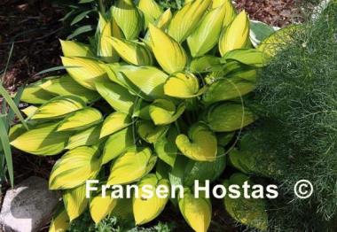 Hosta June Fever