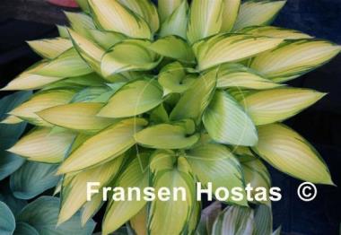 Hosta June Fever