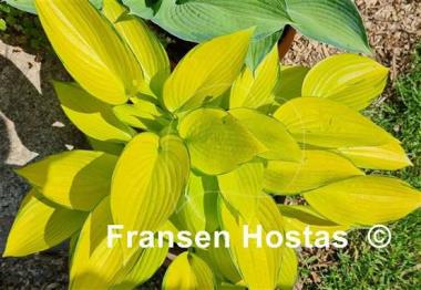 Hosta June Fever