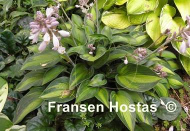 Hosta June Present