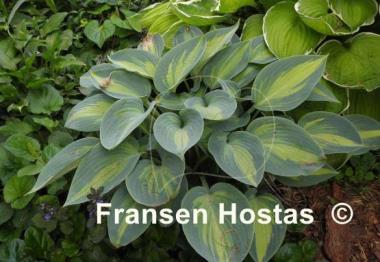 Hosta June Present