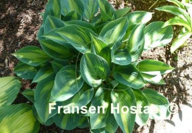 Hosta June Present