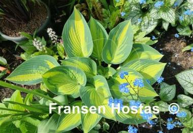Hosta June Present