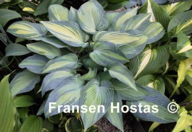 Hosta June