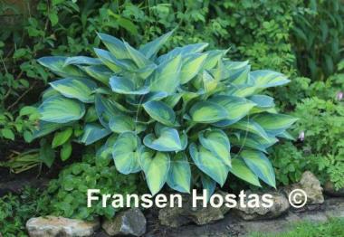 Hosta June