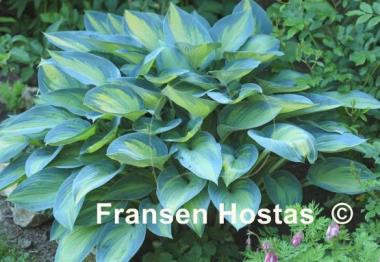 Hosta June