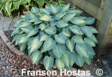 Hosta June