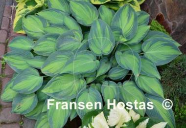 Hosta June