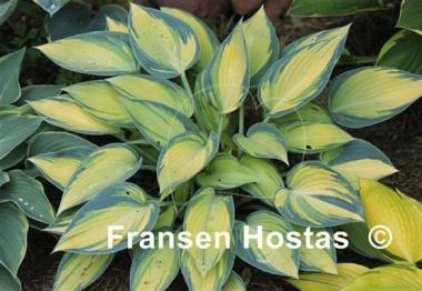 Hosta June