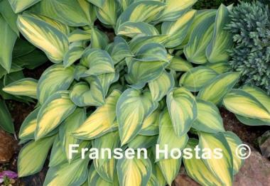 Hosta June