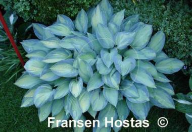 Hosta June