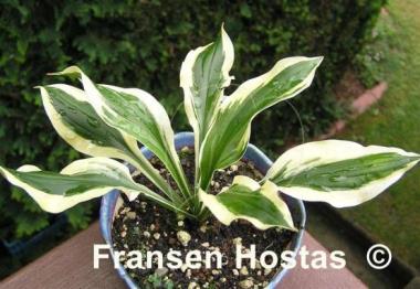 Hosta Junior Miss