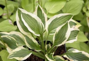 Hosta Junior Miss