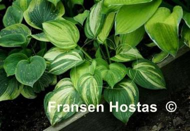 Hosta Jurassic Mutator