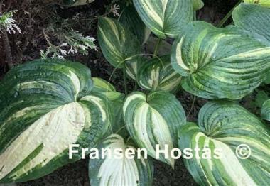 Hosta Jurassic Mutator