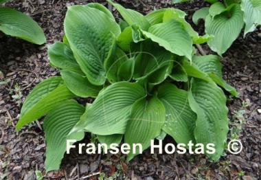 Hosta Jurassic Park