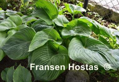 Hosta Jurassic Park