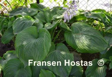 Hosta Jurassic Park