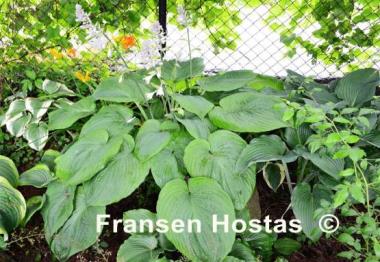 Hosta Jurassic Park