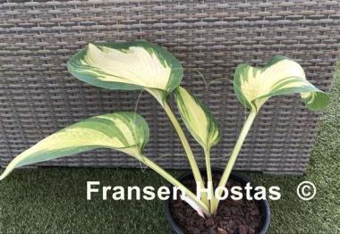 Hosta Jurassic Sun