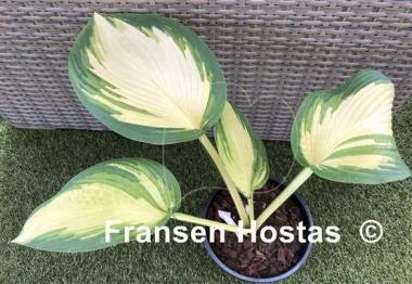 Hosta Jurassic Sun