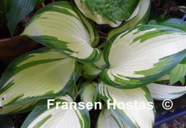 Hosta Jurassic Sun