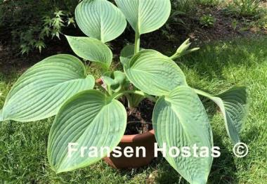 Hosta Jurassic World