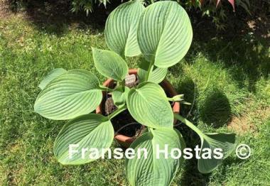 Hosta Jurassic World
