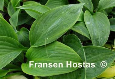 Hosta Jurassic World