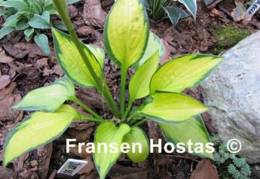 Hosta Just So
