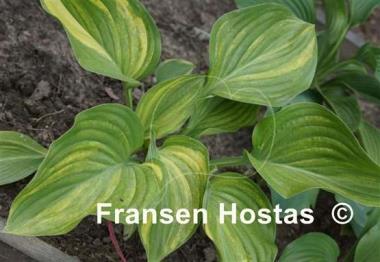 Hosta Justice