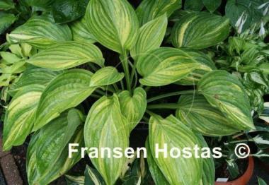 Hosta Justice