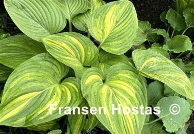 Hosta Justice