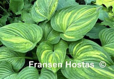 Hosta Justice