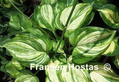 Hosta Justice