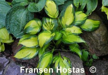 Hosta Justine
