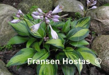 Hosta Justine