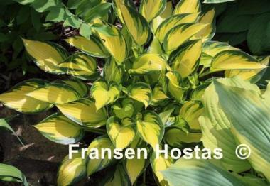 Hosta Justine