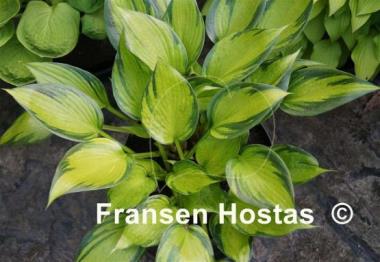Hosta Justine