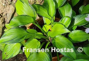 Hosta Justine