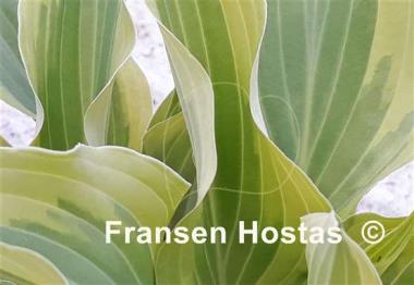 Hosta Jen