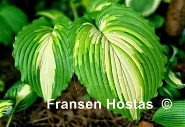 Hosta Kabigan Falls